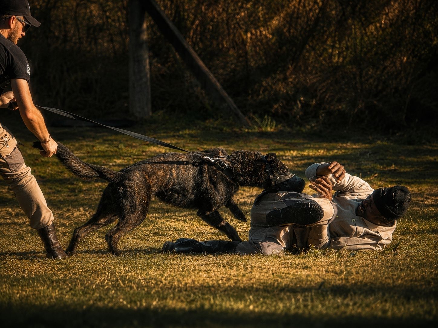 K9 Training